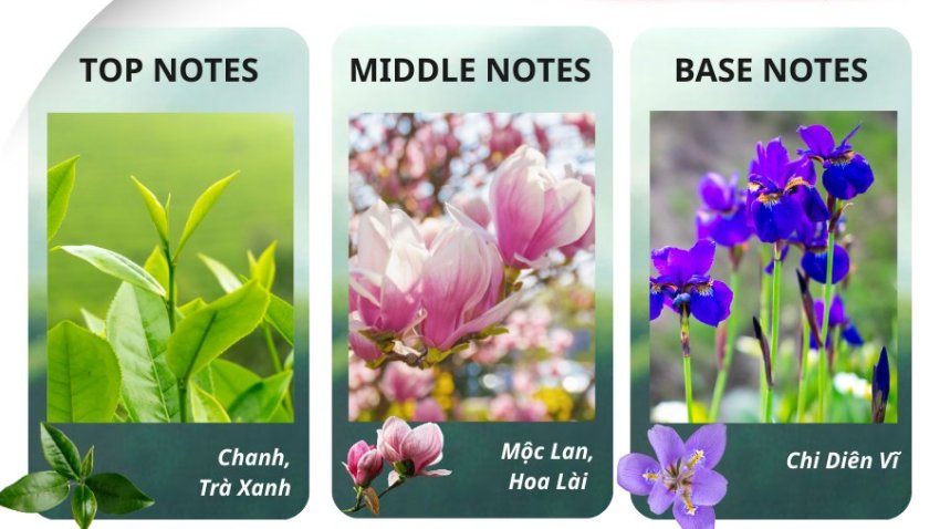 🌿 TEA GARDEN – HƯƠNG THƠM BUỔI SÁNG TRONG LÀNH 🌿