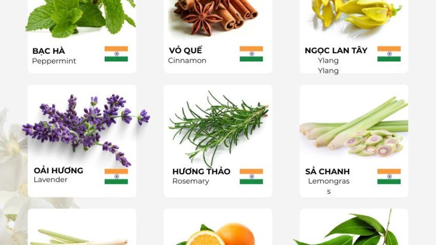 🌿 BỘ SƯU TẬP TINH DẦU CAO CẤP – GIẢI PHÁP MÙI HƯƠNG TOÀN DIỆN 🌿