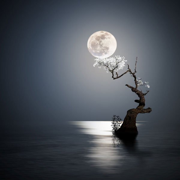 TINH DẦU THE MOON